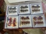 BEAUTIFUL CLASSY METALLIC FRENCH TIP CAT EYE 👁️ GLITTERING PRESS ON NAIL(We have beautiful colors,we will pick randomly)•••Comes in jewelry box case,So you can use the case to keep your jewelry - Image 2